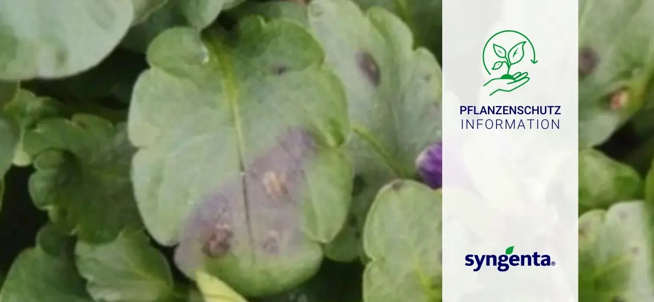 20240228_Pflanzenschutz_Information_Syngenta_Blattfleckenkrankheiten_in_Fruehjahrsbluehern_GBC_Oesterreich
