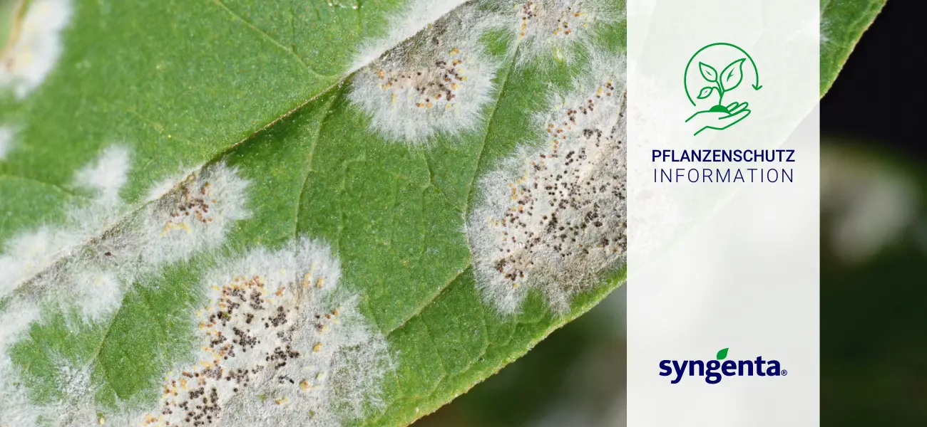 20240513_Syngenta_Pflanzenschutzinformation_echter_und_falscher_Mehltau_GBC_Oesterreich_v5