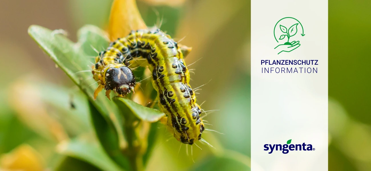 20240527 SYNGENTA Pflanzenschutz Info Buchsbaumzünsler