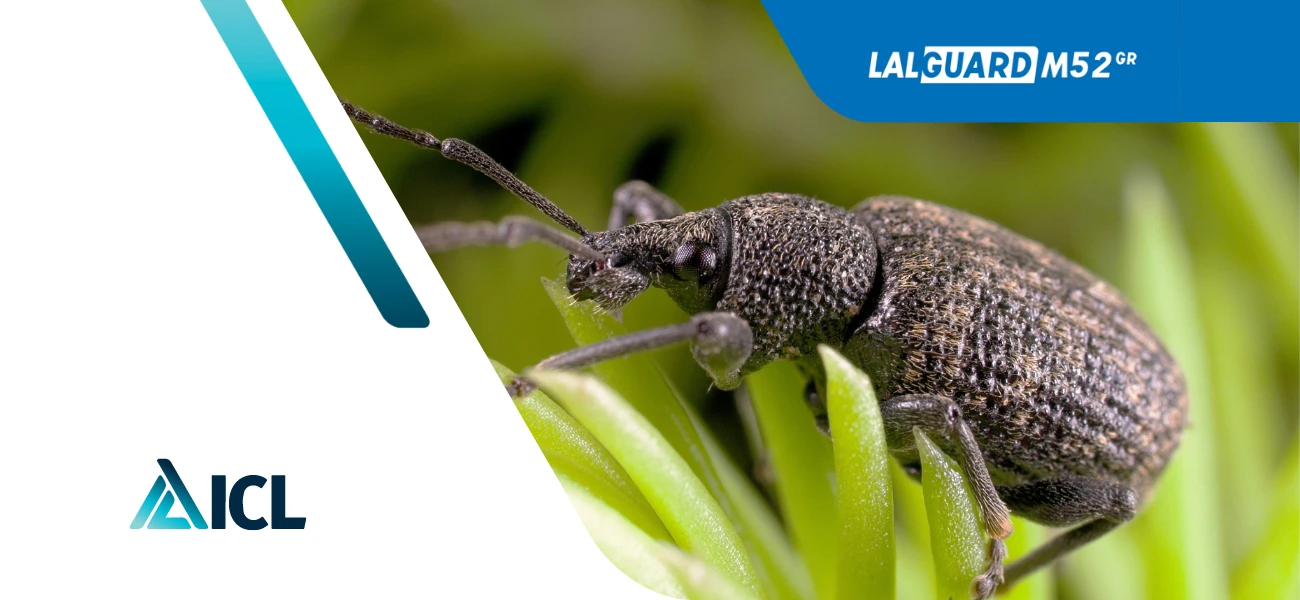 20240814 AICL Lalguard M52GR Pflanzenschutz Dickmaulrüssler