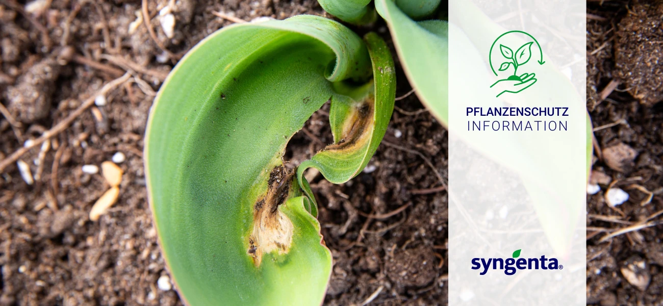 Blog Pflanzenschutz Syngenta Botrytis GBC Österreich