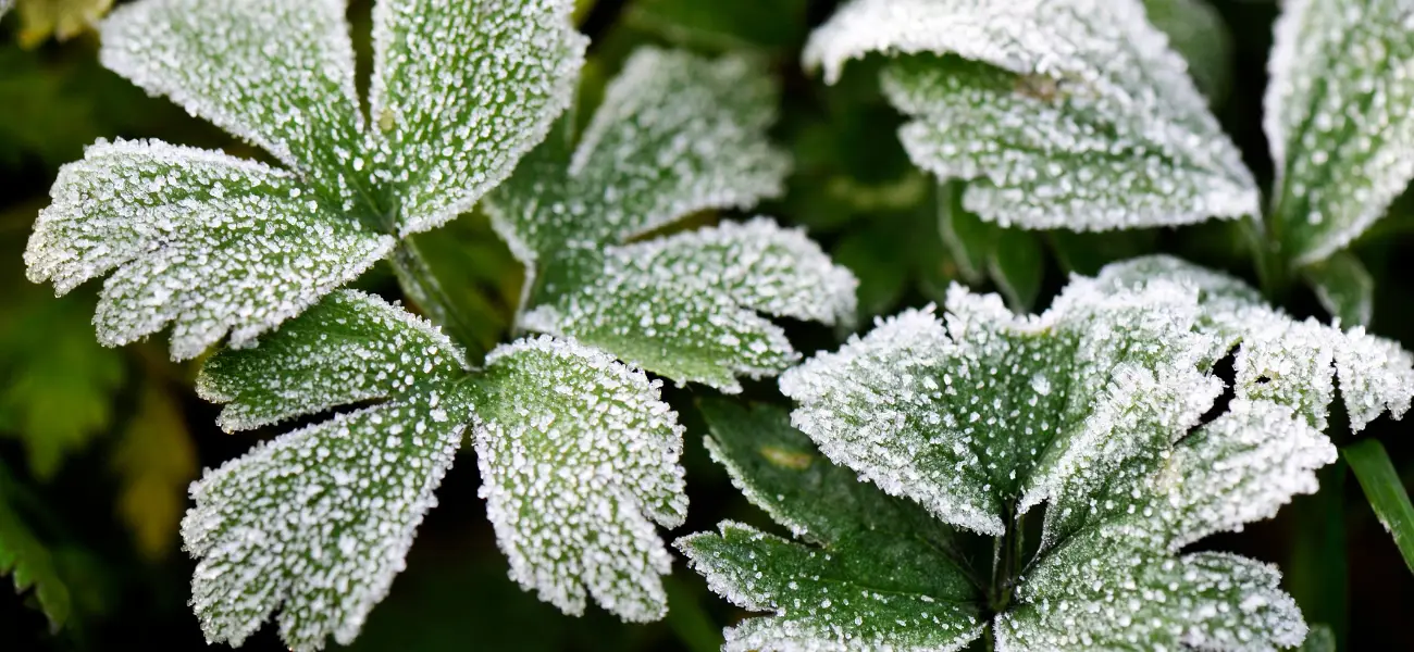 Blog Toptex® Winterschutzvlies GBC Österreich