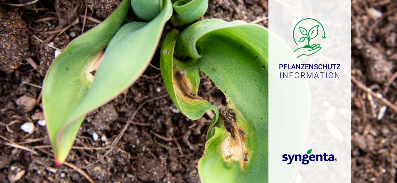 Blog Pflanzenschutz Syngenta Botrytis GBC Österreich v2