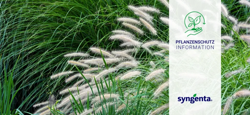 Wuchsregulierung als Erfolgsfaktor in der Ziergräserkultur, GBC Österreich