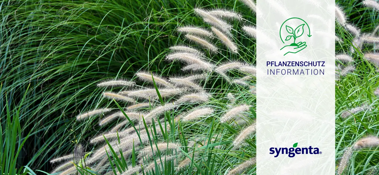 Blog Pflanzenschutz Syngenta Primo Maxx Ziergräser GBC Österreich