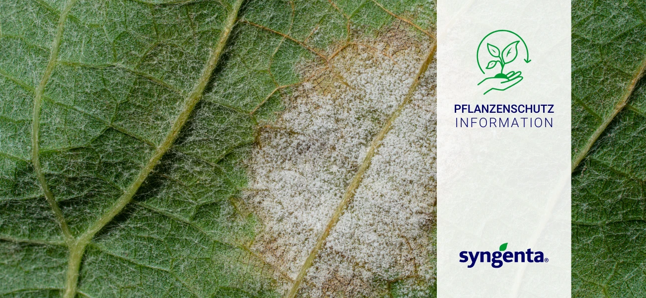 Bildbeitrag Pflanzenschutz Syngenta Falscher Mehltau Okt 2025 GBC Österreich