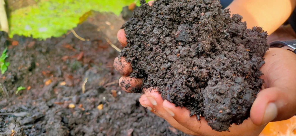 Weltweite Verknappung von Torf: Herausforderungen für die kommende Saison