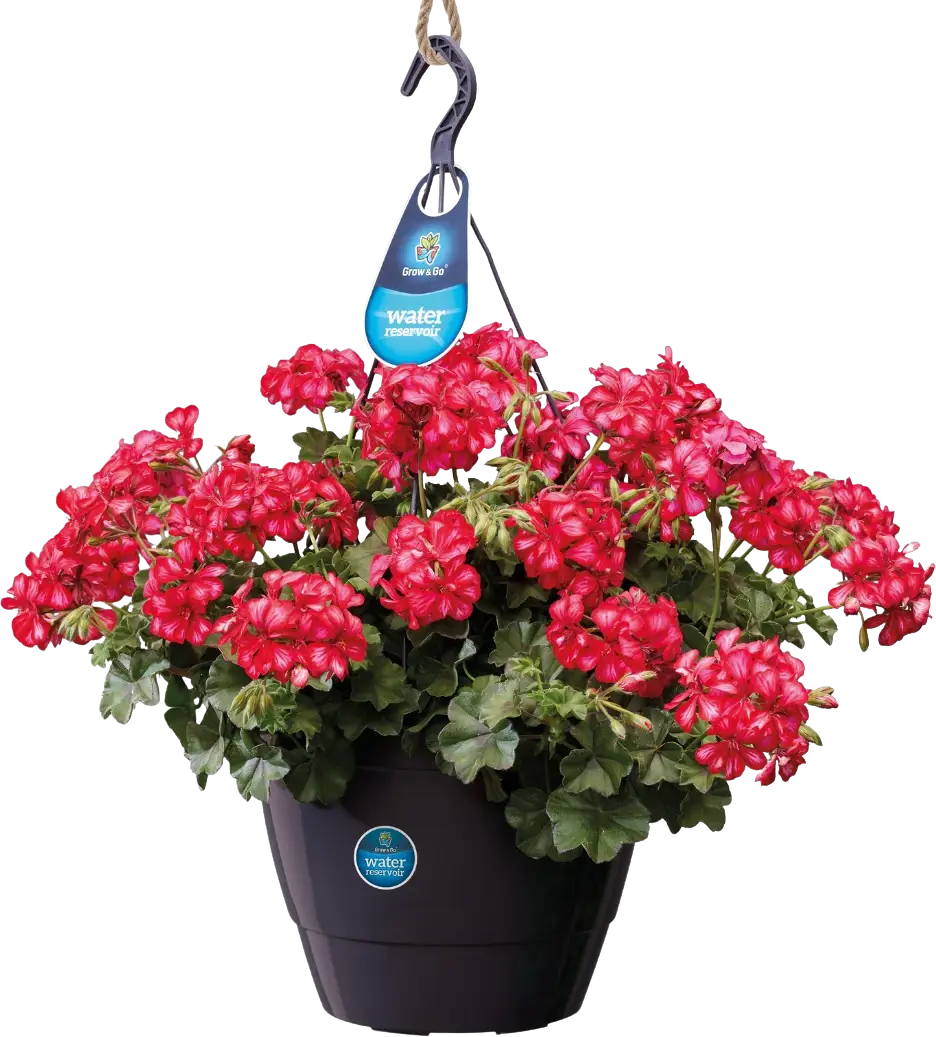 Desch Hängeampel Grow&Go Nora 32 cm von Desch erhältlich bei GBC Österreich